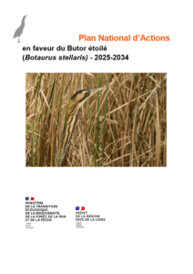 Projet de plan national d&rsquo;actions (PNA) Butor étoilé 2025-2034 – DREAL Pays de la Loire, LPO