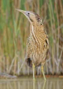 Portrait d&rsquo;un Butor étoilé