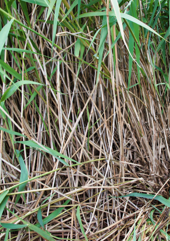 Roselière sans eau