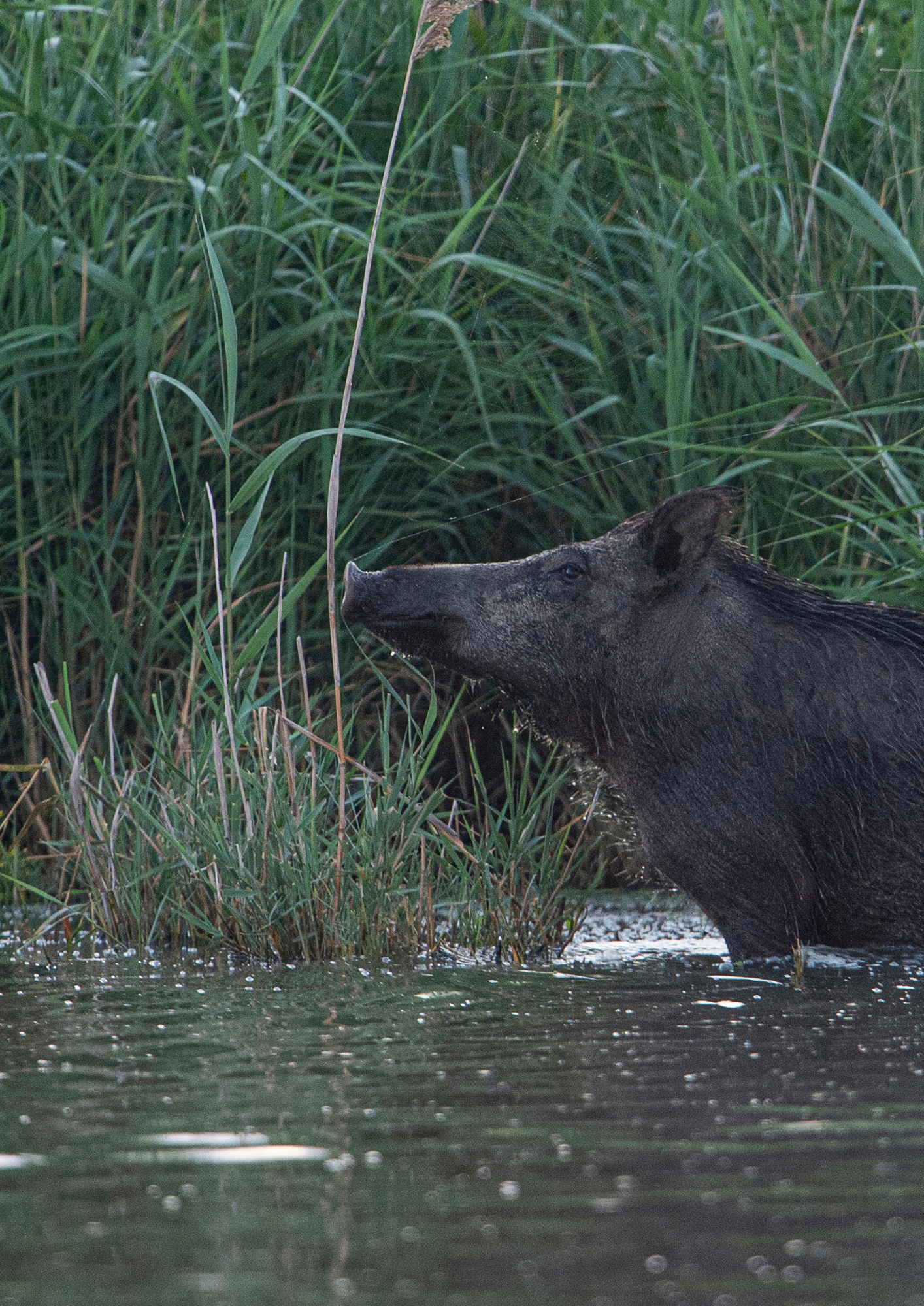 Sanglier © Fabrice Cahez